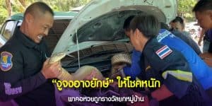 เลขเด็ดงูจงอาง