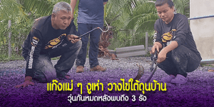 งูเห่า เข้าบุกวางไข่จำนวนมาก