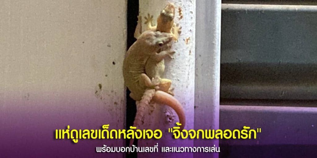 ส่องเลขเด็ดทะเบียนบ้าน หลังเจอ จิ้งจกพลอดรัก