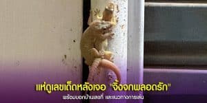 ส่องเลขเด็ดทะเบียนบ้าน หลังเจอ จิ้งจกพลอดรัก