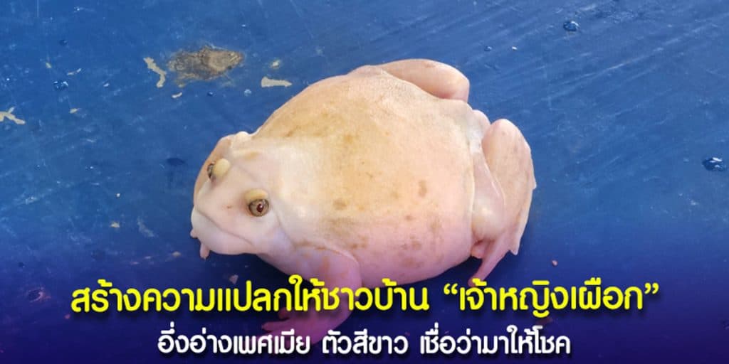 อึ่งอ่างสีเผือกทอง