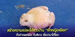 อึ่งอ่างสีเผือกทอง