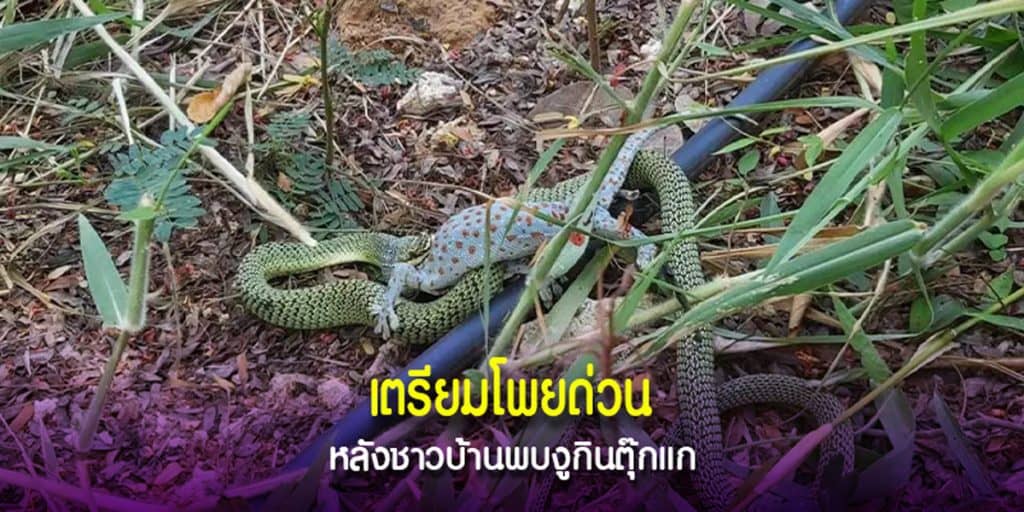 งูกับตุ๊กแกกลางทุ่งนา